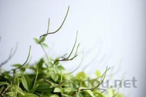 世界上叶子最大的水生植物，坐下一个人完全没有任何问题