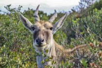 世界上十大贵的羊 世界好的羊品种