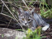 小猫不吃饭呕吐没精神是什么引起的？要怎么弄？