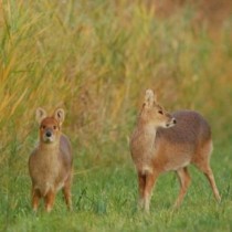 世界上最濒危植物排名,世界上稀有植物十大排名（世界上12种最濒危动物）