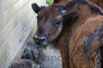 狗狗脚底起皮的缘由何在？狗狗脚底起皮该咋办？