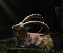 世界上速度最快的蛇是什么蛇？黑曼巴蛇