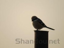 世界上飞的最远的鸟，每次迁徙绕地球半圈