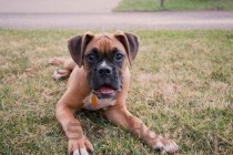 狗狗走路容易摔倒出现震颤，为何会这样？该怎么处理才对？