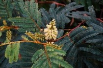 世界上最高的树排行前十名 亥伯龙神排第一