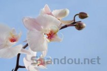 世界上最漂亮的女人 优雅天使奥黛丽·赫本(2024年最新排名前十榜单)