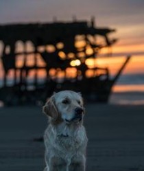 狗狗呕吐黄色粘稠液体是啥情况？该咋办？