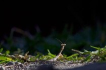 世界上最残忍的昆虫，螳螂是益虫还是害虫？