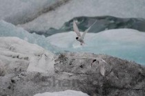 世界上飞得最远的鱼，飞鱼能飞400多米远