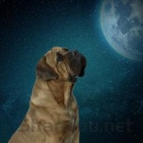 2个月小狗尿频是啥情况？2个月小狗尿频该怎么处理才对？