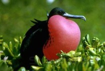 世界上飞得最快的鸟是什么鸟？军舰鸟时速达418公里