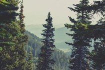 世界上最凶猛的猫，狞猫外号“天山童姥”