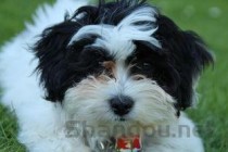 狗狗腿上长了黑色的东西的缘由何在？要怎么处理？