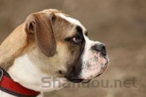 世界上十大最凶猛的狗是哪些(附2024年前十排名完整排行榜)