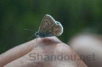 世界上最大的皇蛾蝶：翅展达226毫米 与手掌大小相当(附2024排名前十完整榜单)