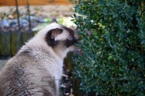 猫咪毛发粗糙掉毛严重是到底怎么了？有什么办法恢复？