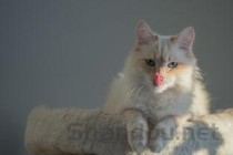 猫咪除味剂十大排名最新,宠物狗除臭剂哪个好，宠物狗除味剂哪个牌子好？