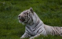 世界上现存最小的老虎，苏门答腊虎实至名归