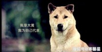 “中华田园犬”图鉴，带你重新认识“土狗”世界上最大的狗们