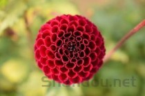 世界上最大的虫子，名字听起来就很高级