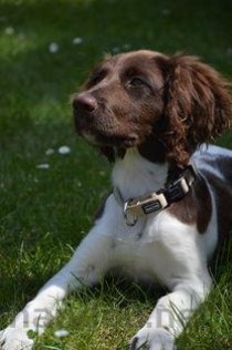 世界上最难训练的十大狗品种 达尔马提犬排在第一(2024年最新排名前十榜单)