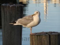 世界上最小的鱼排行