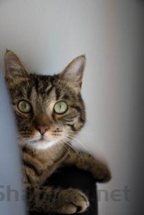 猫咪一直拉绿色的稀水状是啥情况？该咋办？