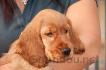 狗狗拉稀呕吐现在开始吐血了，为何会这样？该怎么办？