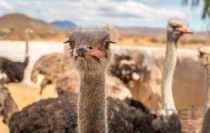 世界上最奇特的十种狐猴，你认识哪一种？