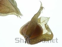 世界上最恐怖的四种花，世界上最恐怖的一枝菊花