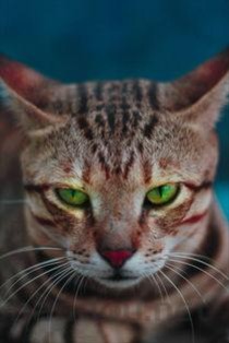 颜色最鲜艳的动物有哪些？世界上颜色最鲜艳的10大动物(附2024排名前十完整榜单)