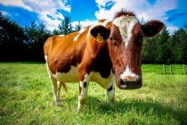 世界上十大体型最大的狗狗 藏獒都歇菜了(2024年最新排名前十榜单)