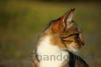 世界上最凶猛的宠物，世界上最凶猛的宠物是什么