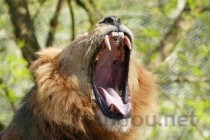 猫咪口腔有血牙结石嘴巴有点臭要如何应对？