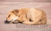 狗狗夜里不睡觉，哼哼唧唧是啥情况？要怎么应对？