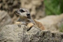 世界上最小的鹿：犀鹿比正常鹿的体型小很多(附2024排名前十完整榜单)