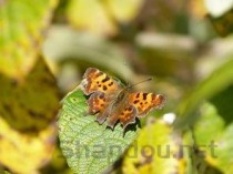 世界上最毒的虫子有哪些？世界十大最毒虫子排行榜