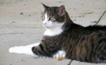 猫咪怀孕小猫腹部起伏厉害，为何会这样？该用什么办法？