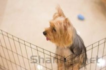 小狗在笼子里像是咳嗽的声音是啥情况？要吃药吗？