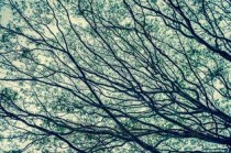 世界上最诡异的树，龙血树汁液酷似人血