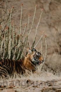 现存世界上最小的老虎 苏门答腊虎重约100公斤(附2024排名前十完整榜单)