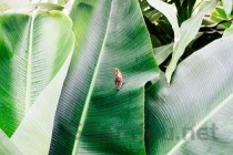 世界上花期最短的花，昙花只盛开5~~10分钟