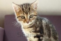 猫猫吃了猫罐头后频繁呕吐是什么原因导致的？怎么办？