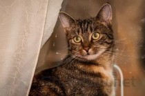 猫大片掉毛是到底怎么了？猫大片掉毛怎么办？