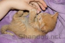 猫咪刚刚吐了两滩红色呕吐物该咋整？