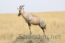 世界上最大的锹甲虫，长颈鹿锯锹体长达12.3厘米