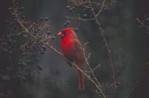 世界上最邪恶的四大动物，僵尸鸟专吃动物大脑