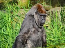 世界上最大的动物园排名，柏林动物园位居第一（世界上十大动物园）