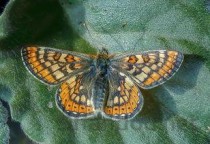 世界上最大的虎鲨：体长7.4米，体重1524公斤