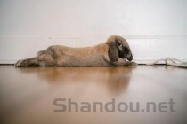 世界上最恐怖的兔子，肿瘤兔脸上长满肿瘤